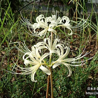 シロバナマンジュシャゲ（花）の写真