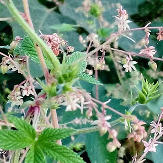 カナムグラ（花）の写真