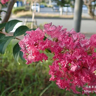 サルスベリ（花）の写真