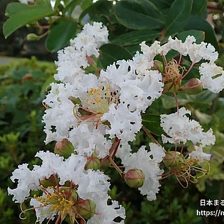 サルスベリ（花）の写真