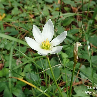 タマスダレ（花）の写真