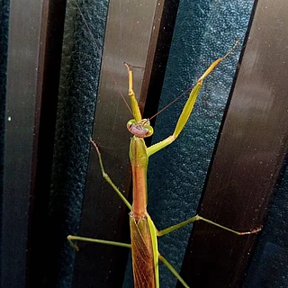 オオカマキリ（成体）の写真