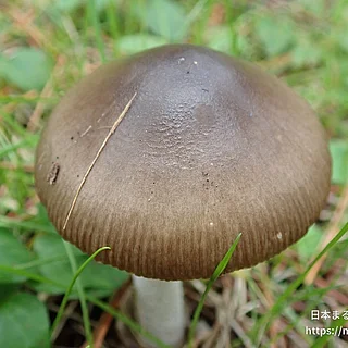 ツルタケの写真