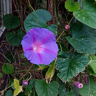 マルバアサガオ（花）の写真