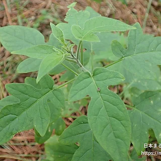 ヒヨドリジョウゴの写真