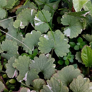 カキドオシの写真