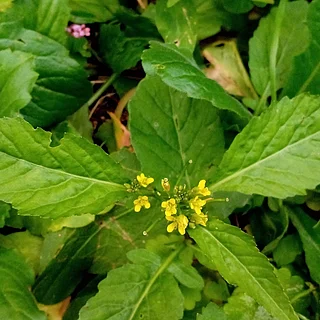イヌガラシ（花）の写真