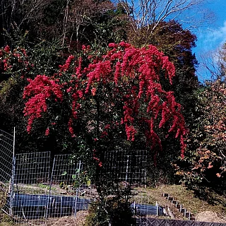 カザンデマリ（実・種子）の写真