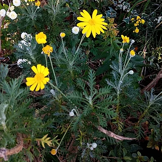 ユリオプスデージー（花）の写真