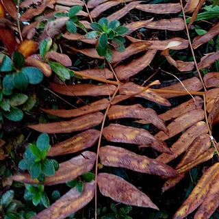 ゼンマイの写真