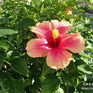 ブッソウゲの写真