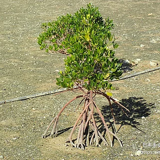 ヤエヤマヒルギの写真
