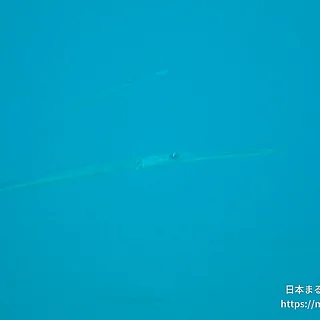 アオヤガラの写真
