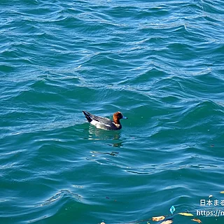 ヒドリガモの写真