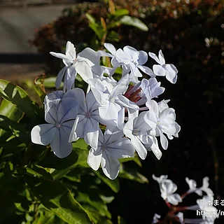 ルリマツリ（花）の写真