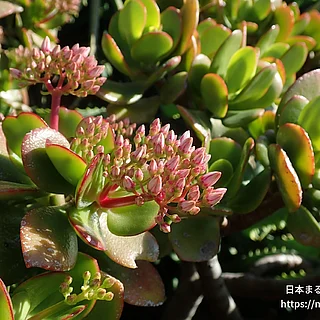 フチベニベンケイ（花）の写真