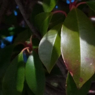カナメモチの写真