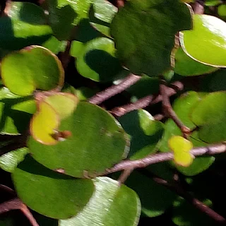 ワイヤープランツの写真