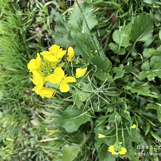 アブラナ属の写真