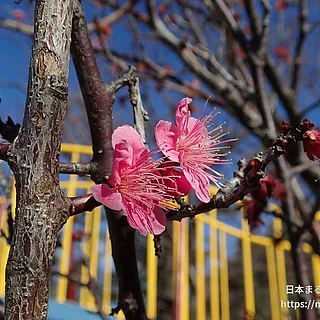 ウメ（花）の写真