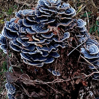 カワラタケの写真