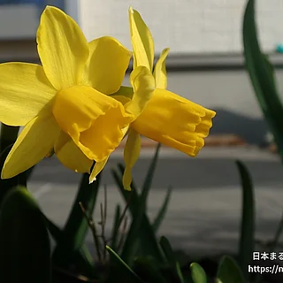 テータテート（花）の写真