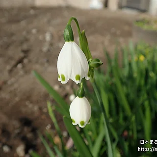スノーフレーク（花）の写真