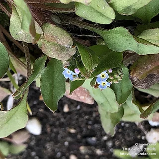 キュウリグサの写真