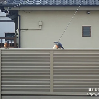 イソヒヨドリの写真