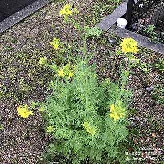 ミズナの写真