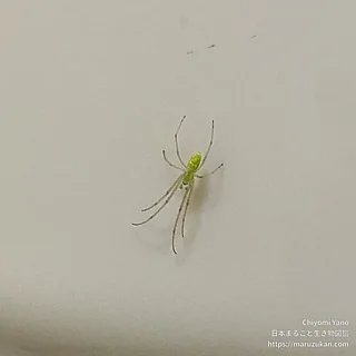 ウロコアシナガグモの写真