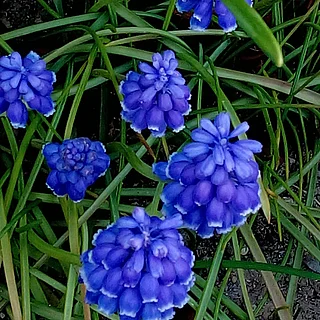 ムスカリ属（花）の写真
