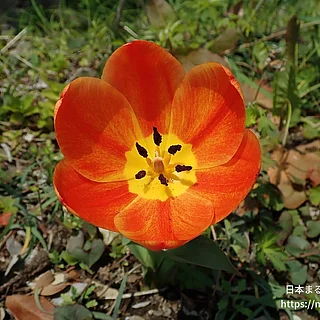 チューリップ（花）の写真