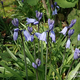 ツリガネズイセン（花）の写真