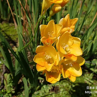 フリージア属（花）の写真