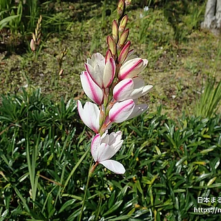 ヤリズイセン（花）の写真
