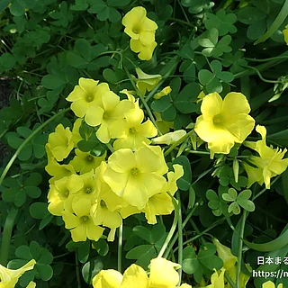 オオキバナカタバミ（花）の写真