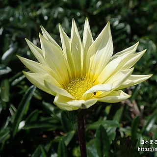 ガザニア属（花）の写真