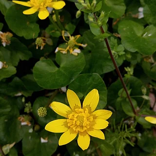 キクザキリュウキンカの写真