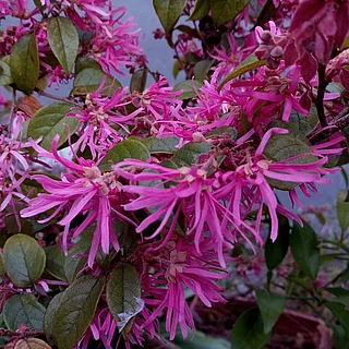 ベニバナトキワマンサク（花）の写真