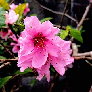 オオクボ（花）の写真