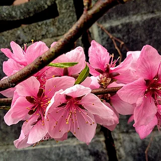 ハクホウ（花）の写真