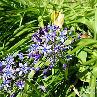 オオツルボ（花）の写真