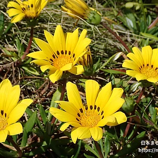 ガザニア属（花）の写真