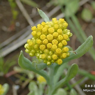 ハハコグサ（花）の写真