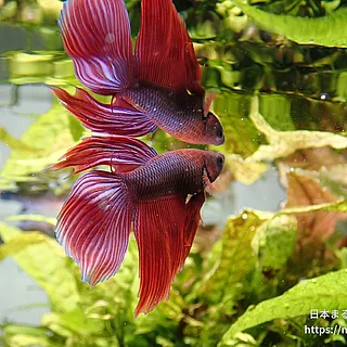 Betta splendensの写真