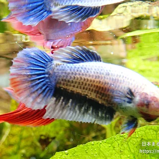 Betta splendensの写真