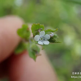 ハナイバナの写真