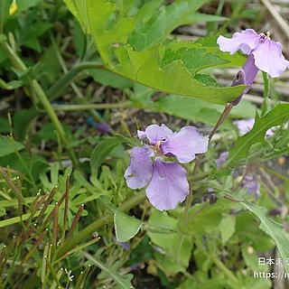 ショカツサイ（花）の写真