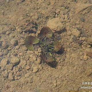 ヒツジグサの写真